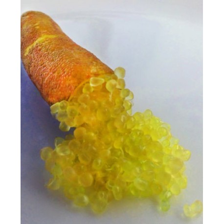 Microcitrus Australasica variété Sunshine Yellow