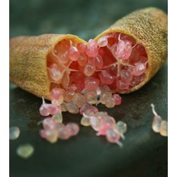 Microcitrus australasica Red Crystal - Citron caviar rouge