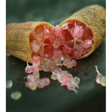 Microcitrus Australasica Varietät Pink Pearl