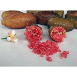 Microcitrus australasica Red Crystal - Citron caviar rouge