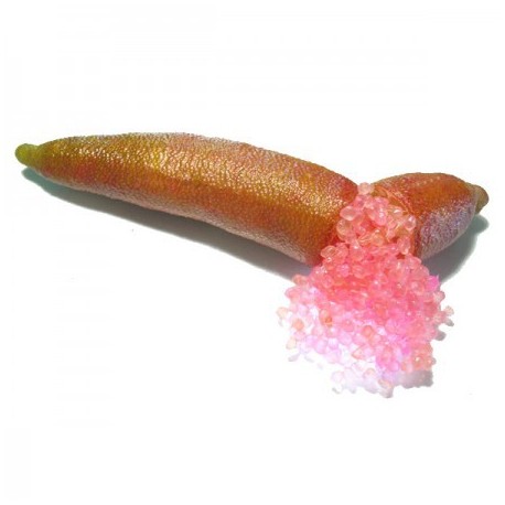 Microcitrus Australasica variété Pink Ice