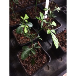 Microcitrus Australasica vartiety Green Alstonville