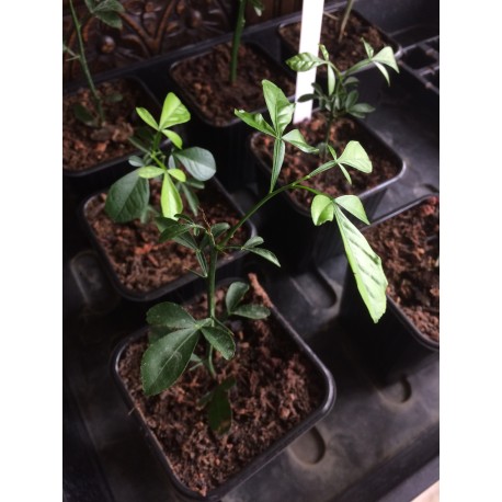 Microcitrus Australasica variété Green Alstonville