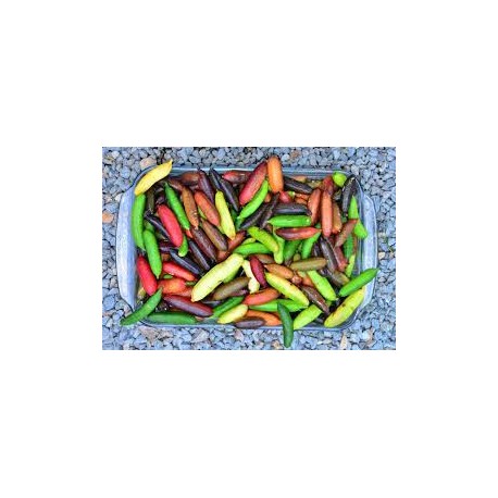 Microcitrus Australasica mix de 10 graines